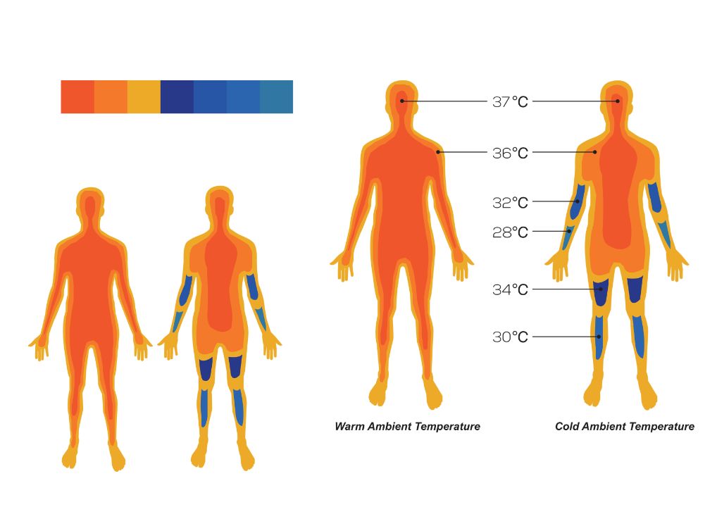 Human body can handle outdoor temperatures up to 100°F for short periods if they stay hydrated and shaded, but survivability decreases as temperatures rise. creamytowel.com