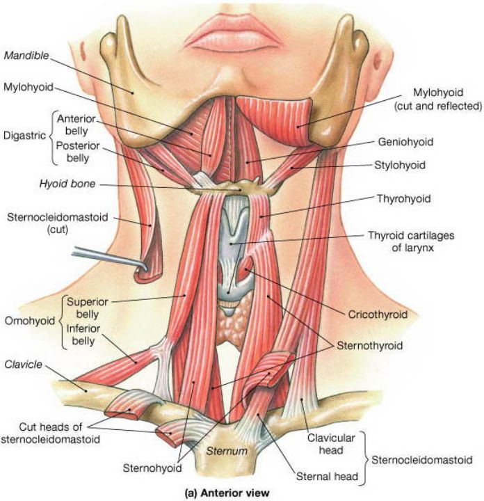 Damage to the vital structures of the neck might have disastrous repercussions. creamytowel.com